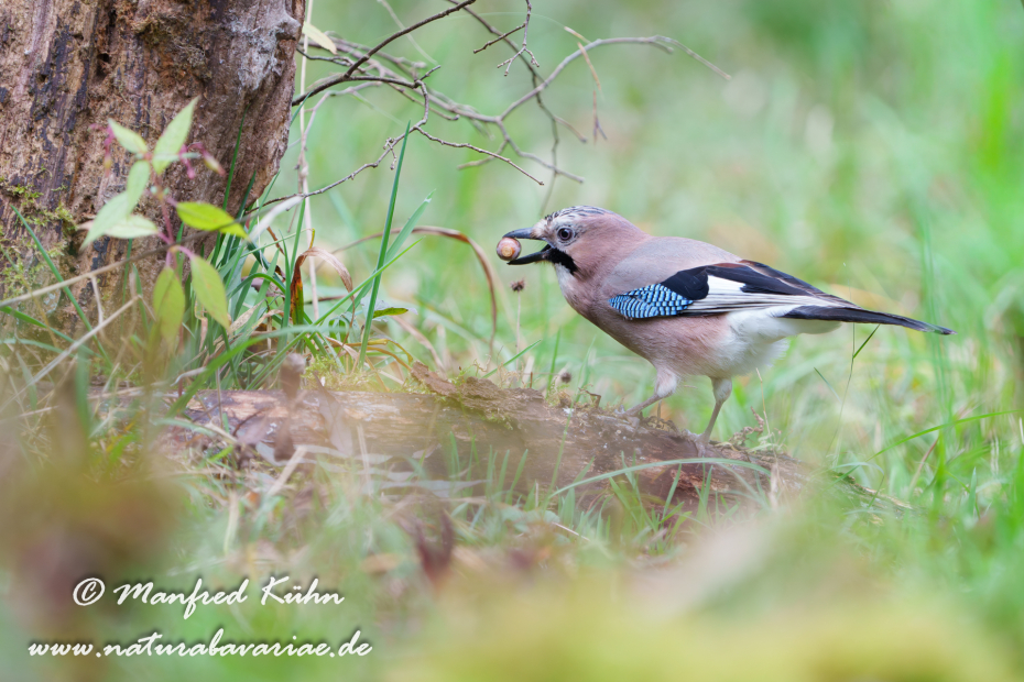 Eichelhäher ()_0095