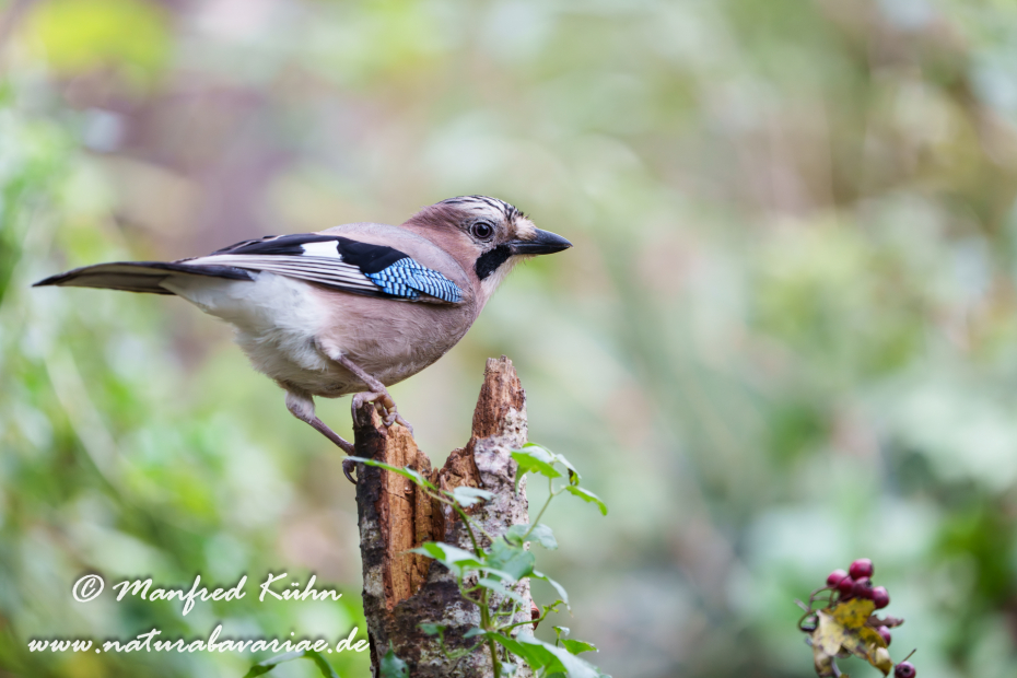 Eichelhäher ()_0100