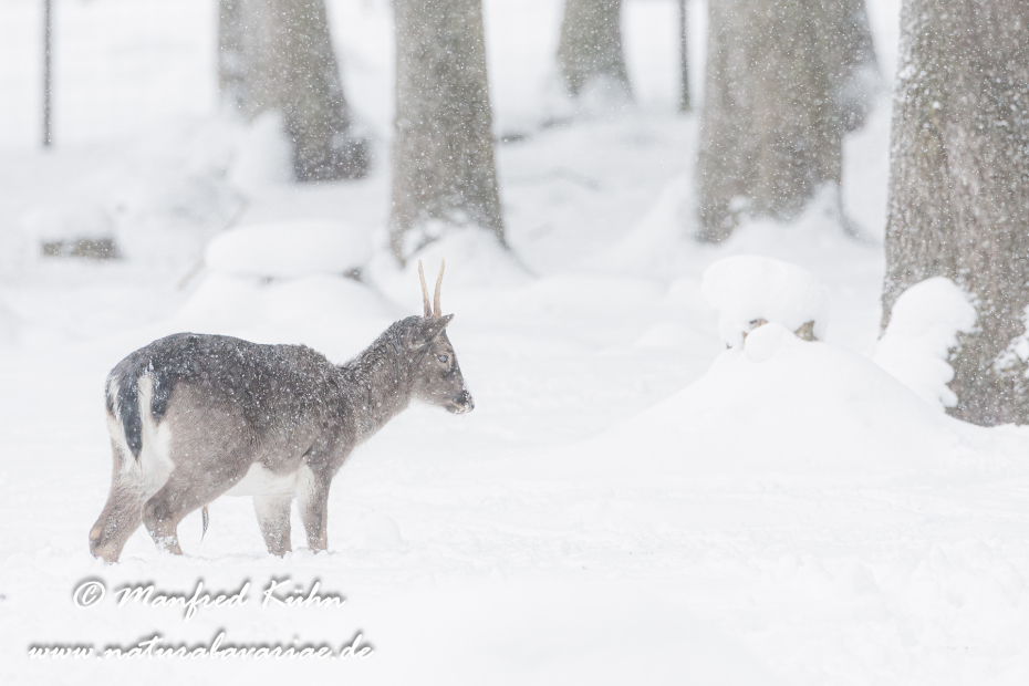 Damhirsch ()_0005