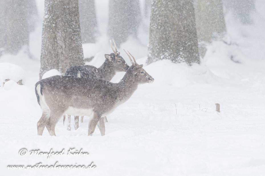 Damhirsch ()_0008