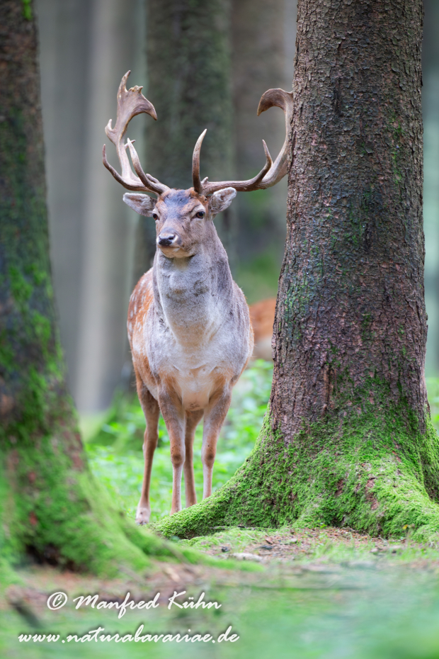 Damhirsch ()_0044