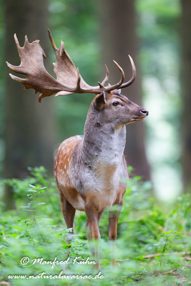 Damhirsch ()_0049