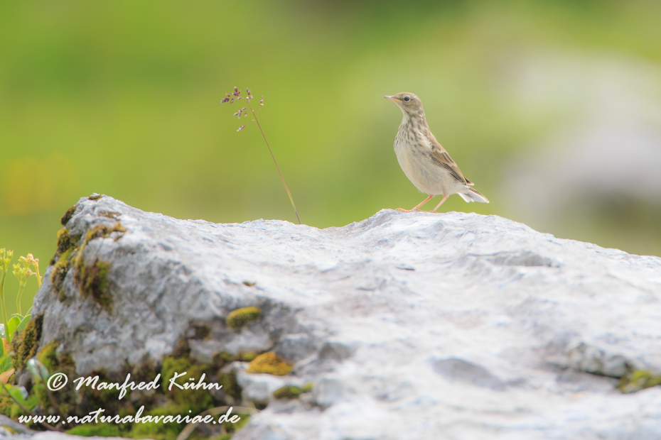 Bergpieper ()_0006