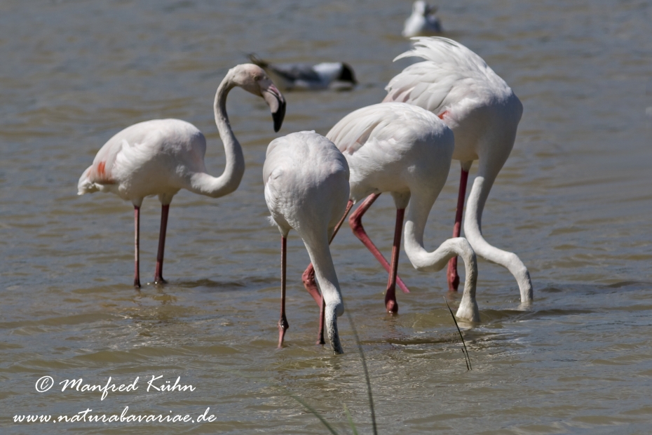 Flamingo (rosa)_0083
