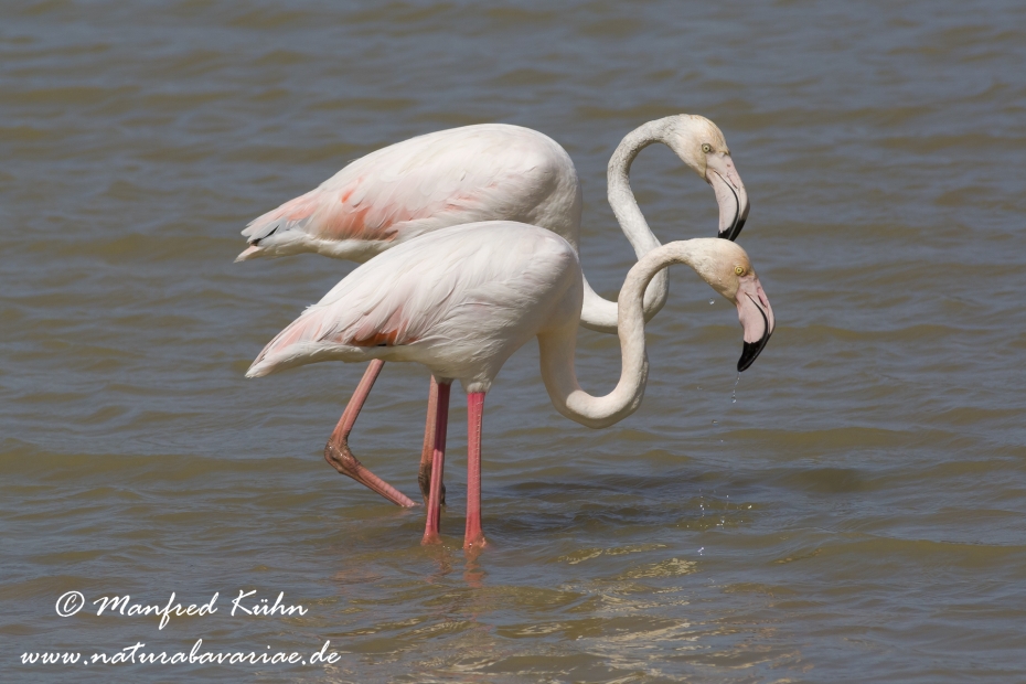 Flamingo (rosa)_0093