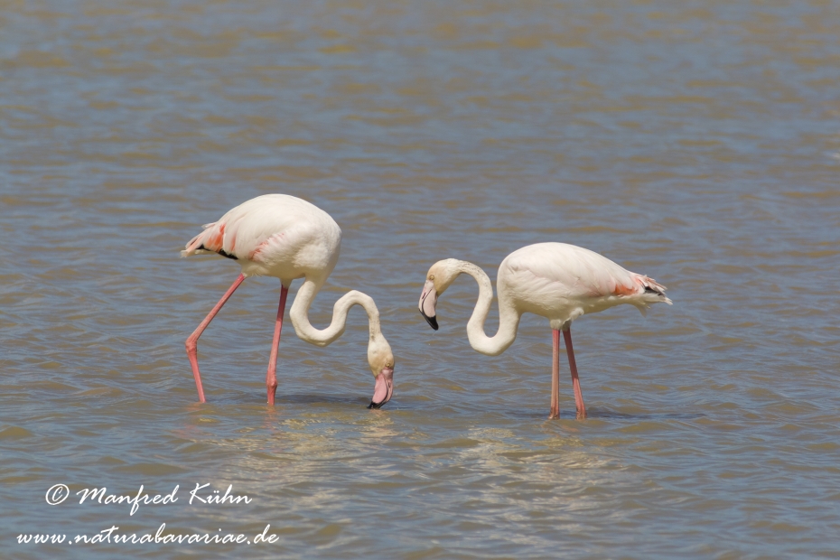 Flamingo (rosa)_0105