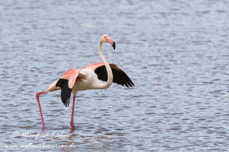 Flamingo (rosa)_0106