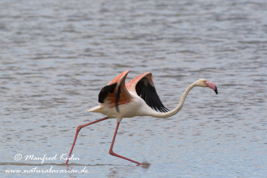 Flamingo (rosa)_0108