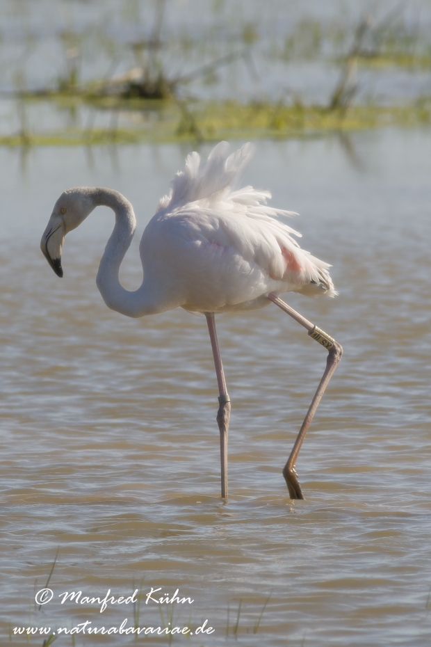 Flamingo (rosa)_0119
