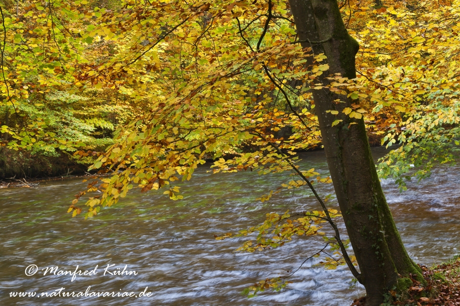 Herbst (am Wasser)_0018
