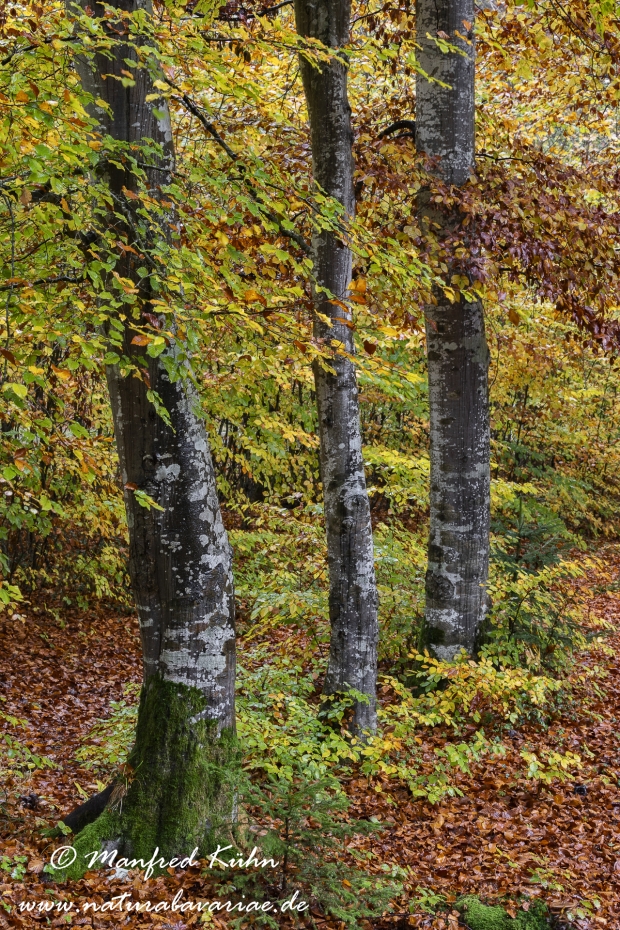 Herbst (Baeume)_0022