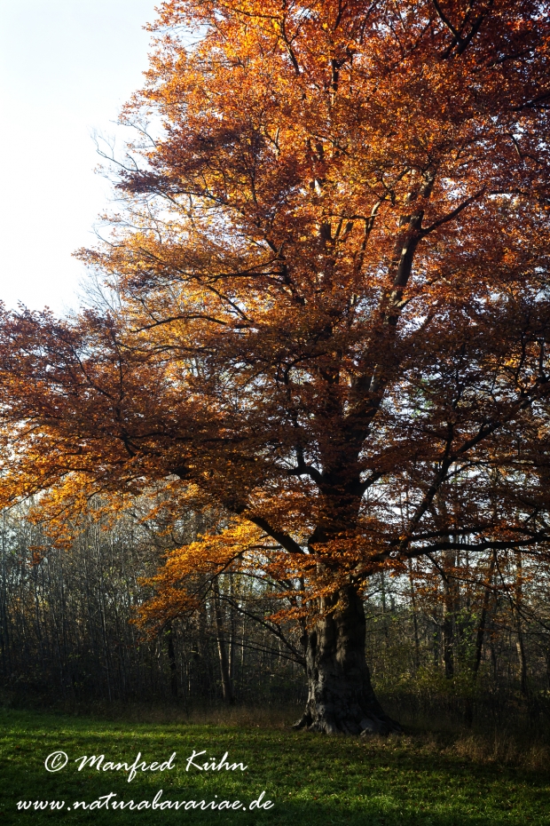 Herbst (Bäume)_0060