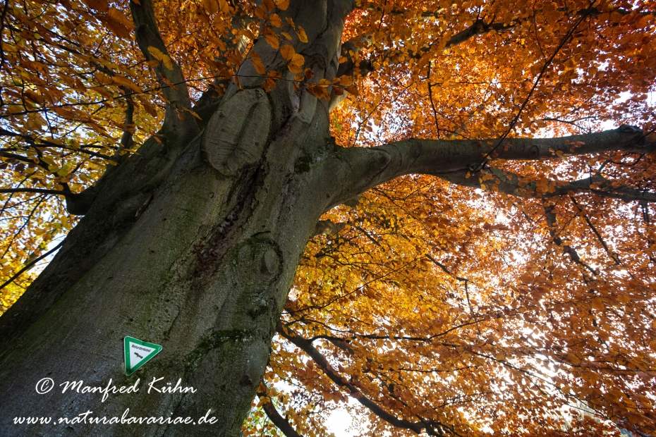 Herbst (Bäume)_0064