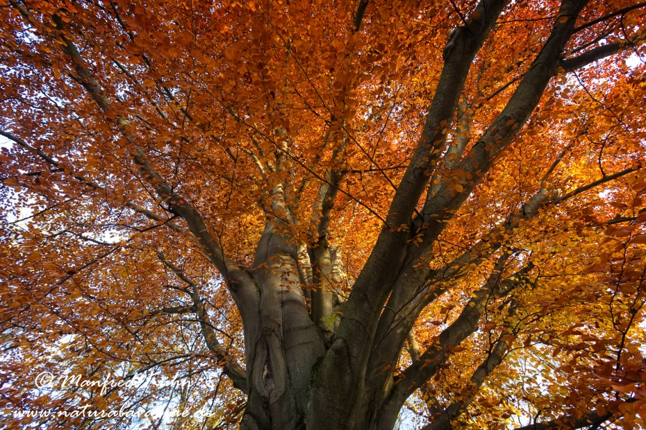Herbst (Bäume)_0065