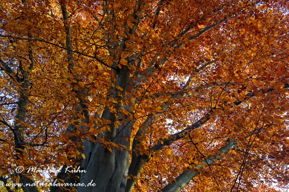 Herbst (Bäume)_0068