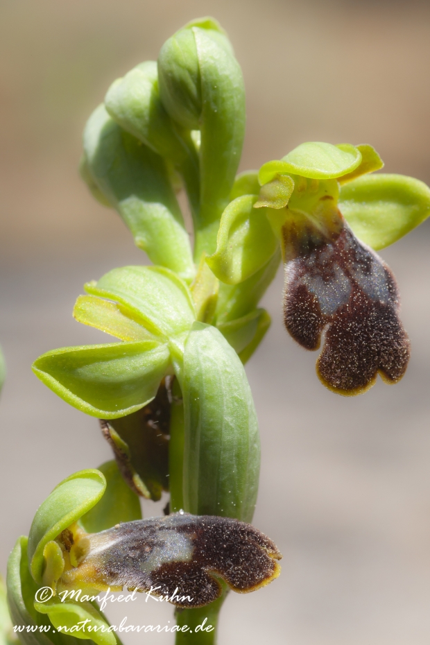 Ophrys fusca ()_0003