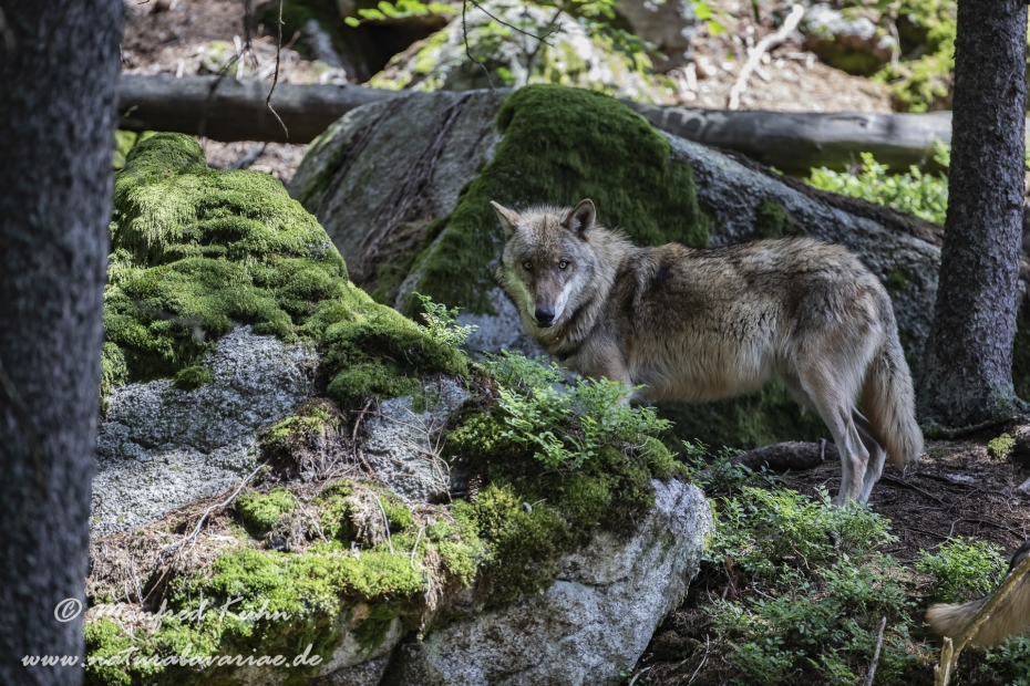 Wolf (Europäischer)_0140