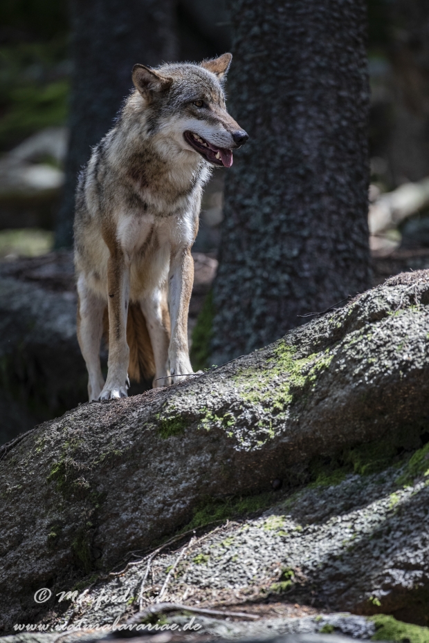 Wolf (Europäischer)_0144