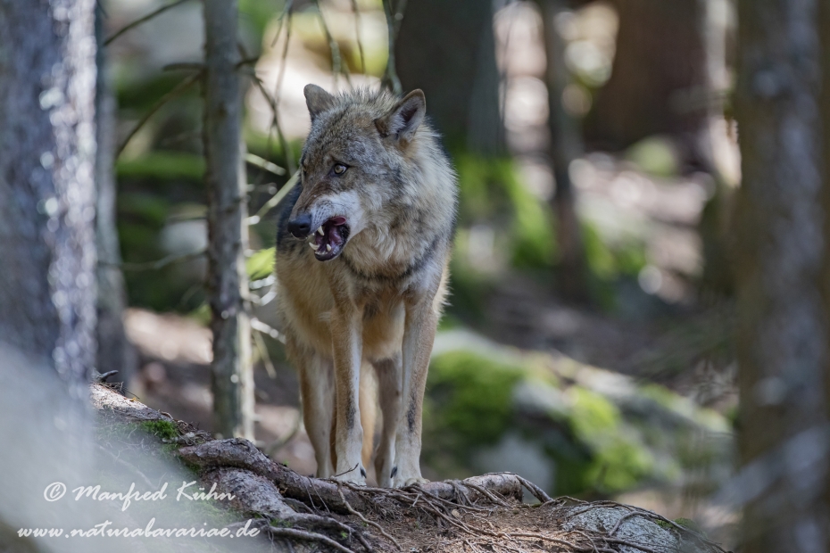 Wolf (Europäischer)_0145