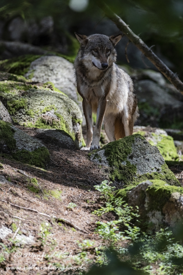 Wolf (Europäischer)_0146