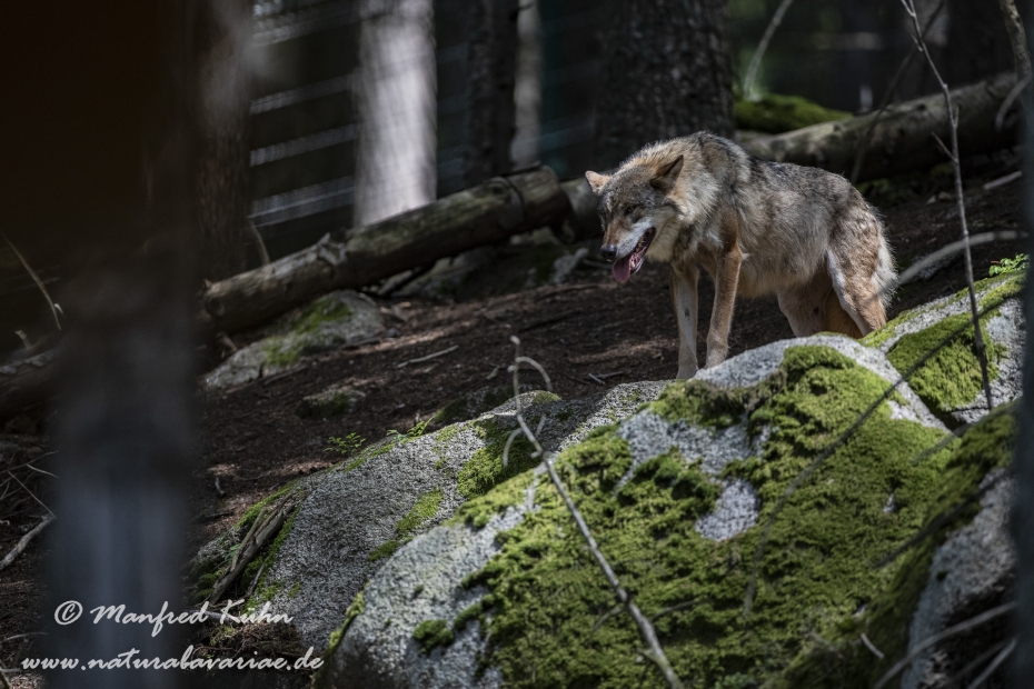 Wolf (Europäischer)_0147