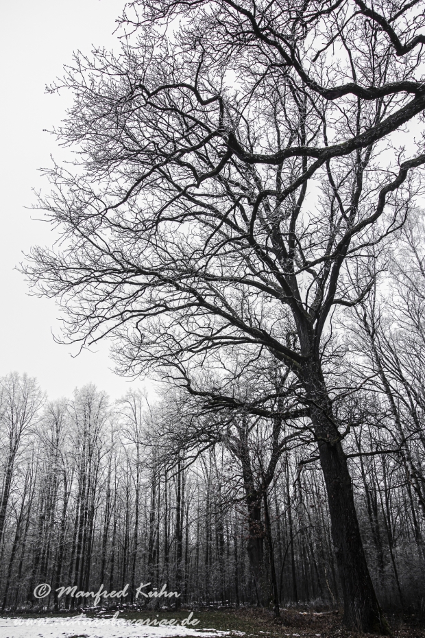 Winter (Bäume)_0010