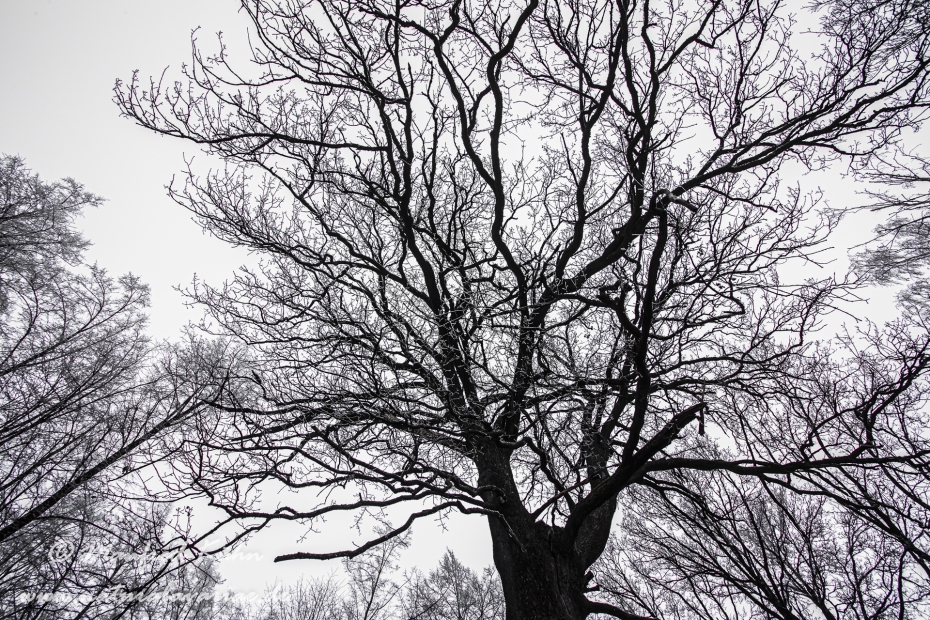 Winter (Bäume)_0013