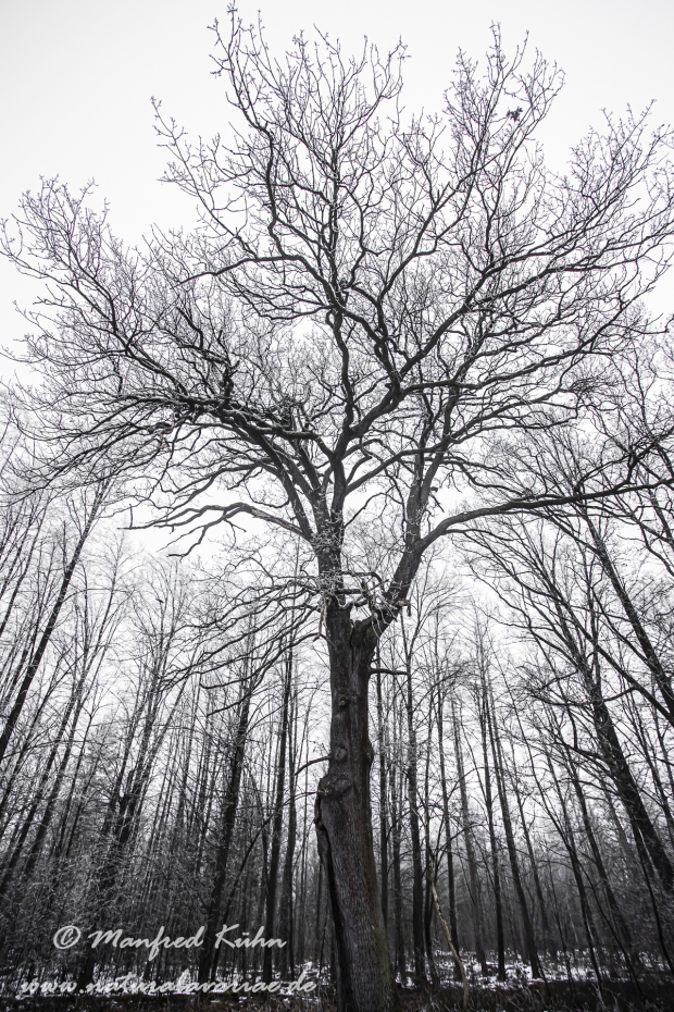 Winter (Bäume)_0026