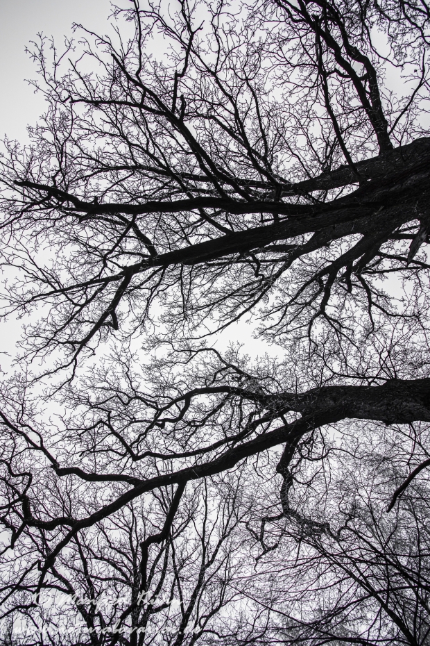Winter (Bäume)_0028