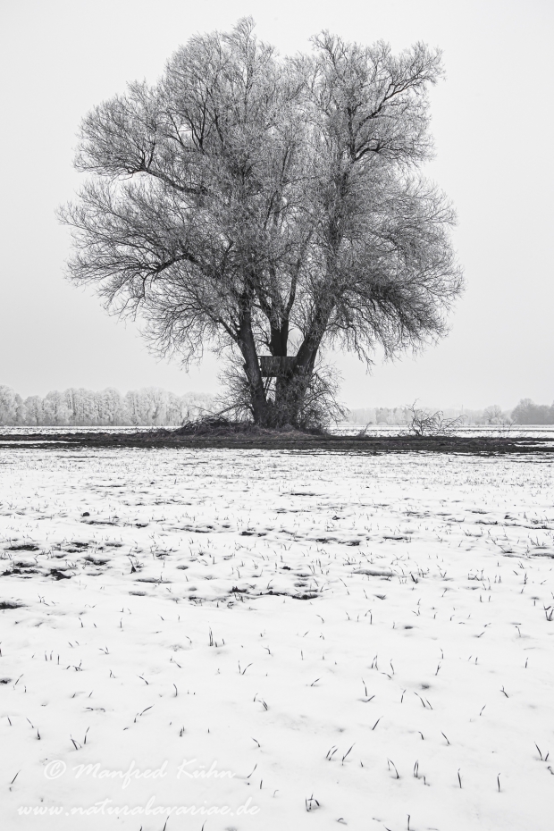 Winter (Bäume)_0032