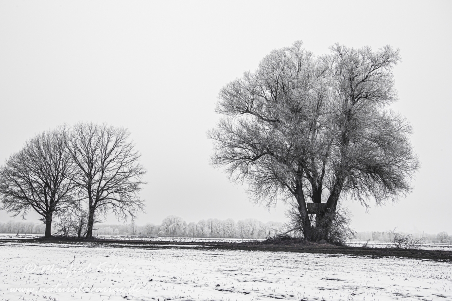 Winter (Bäume)_0033