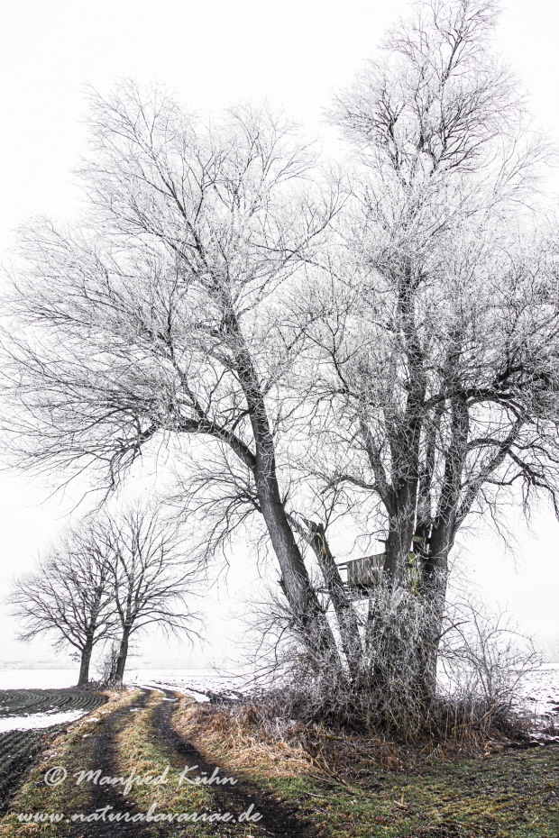Winter (Bäume)_0036