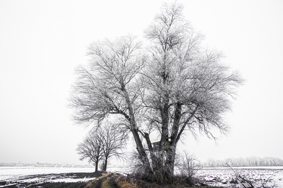Winter (Bäume)_0038