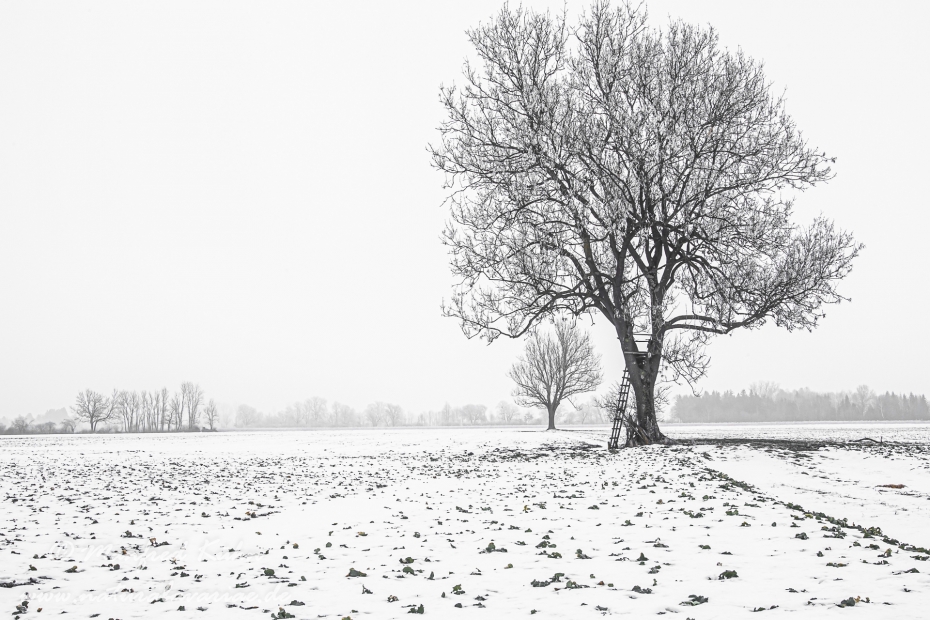 Winter (Bäume)_0041