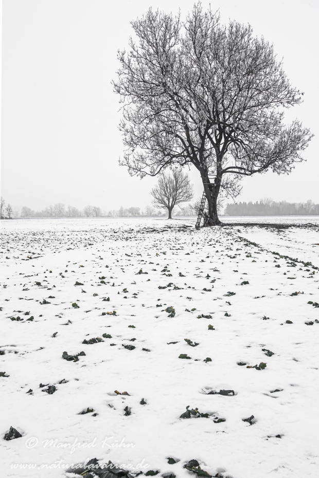 Winter (Bäume)_0042