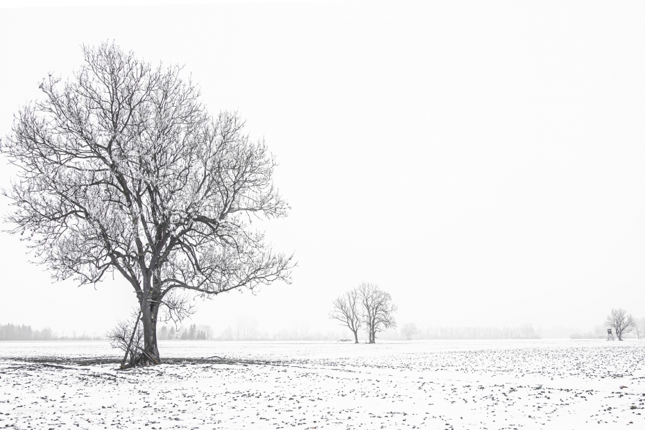 Winter (Bäume)_0043