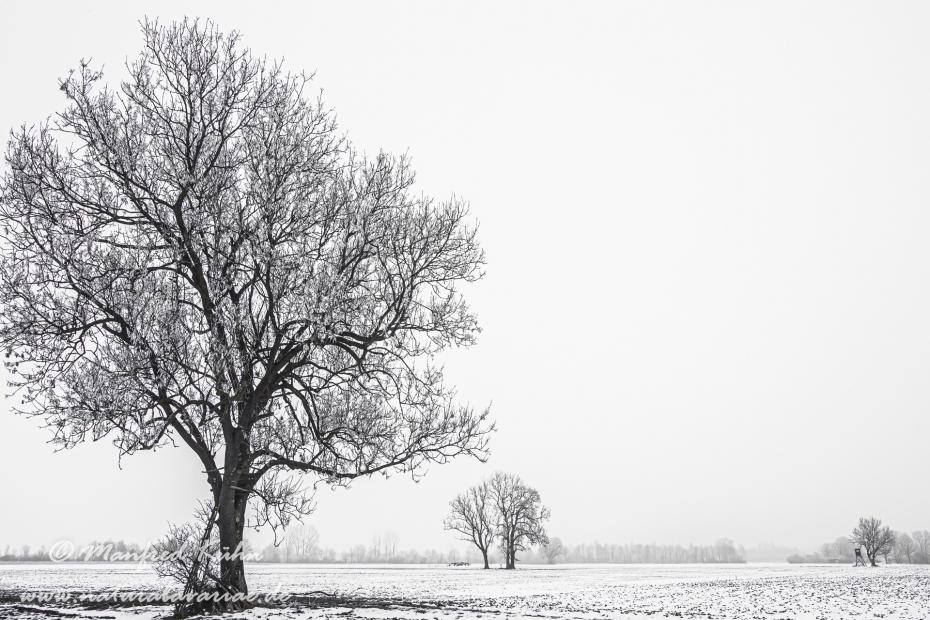 Winter (Bäume)_0044