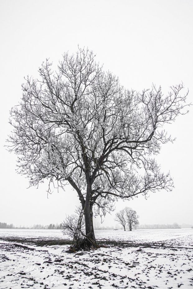 Winter (Bäume)_0045