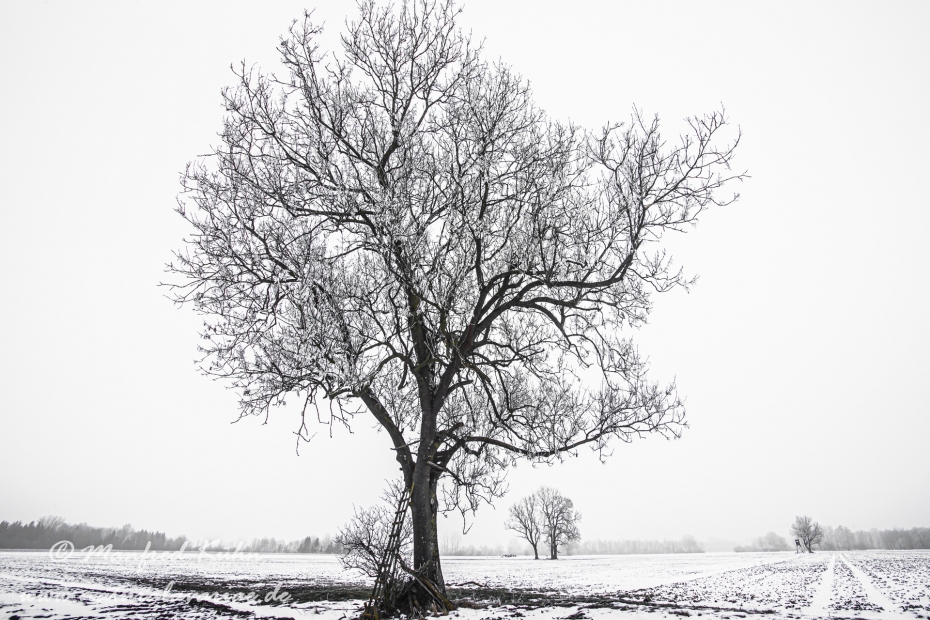 Winter (Bäume)_0046