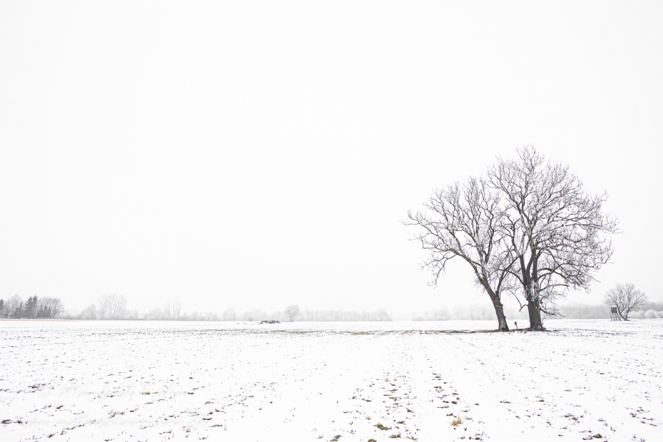 Winter (Bäume)_0047