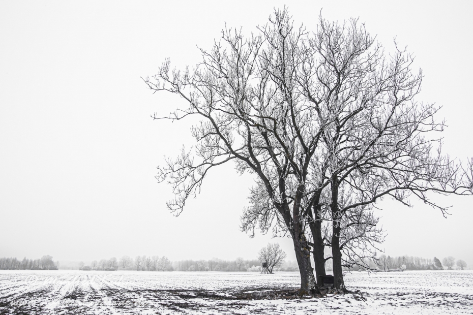 Winter (Bäume)_0049