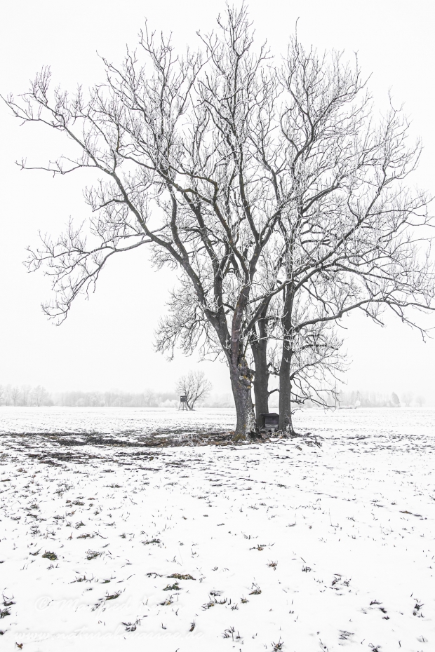 Winter (Bäume)_0050