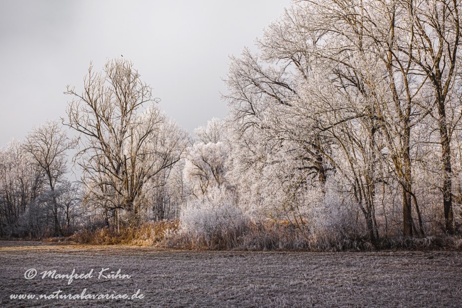 Winter (Bäume)_0070