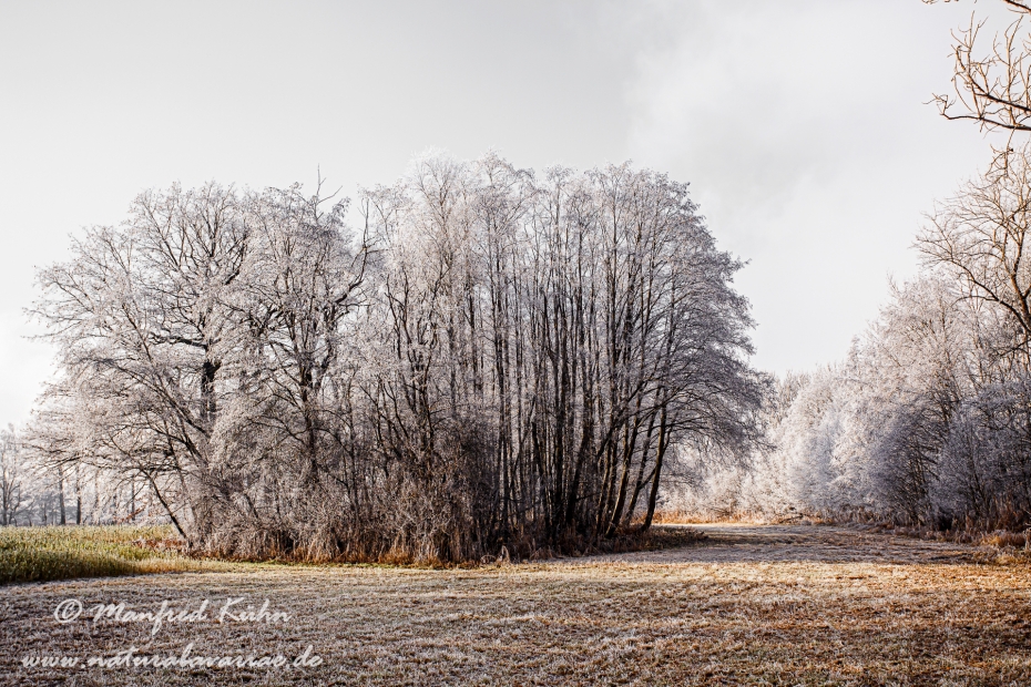 Winter (Bäume)_0071