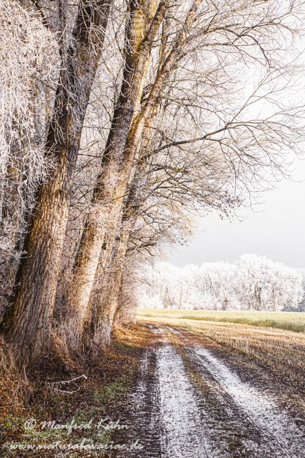 Winter (Bäume)_0072