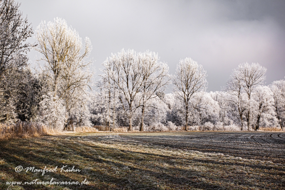Winter (Bäume)_0073