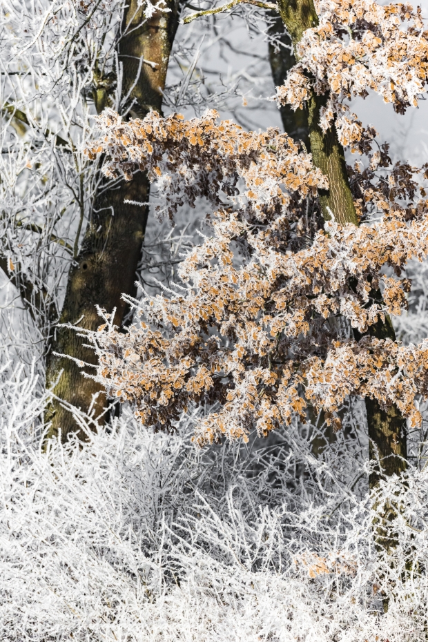 Winter (Bäume)_0091