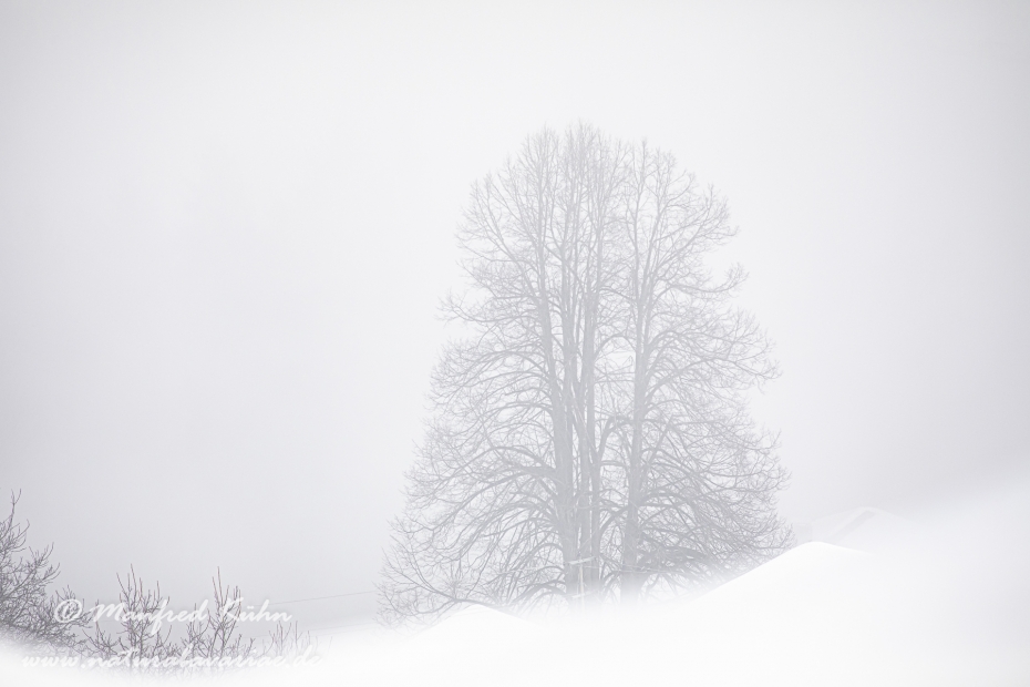 Winter (Nebel)_0011