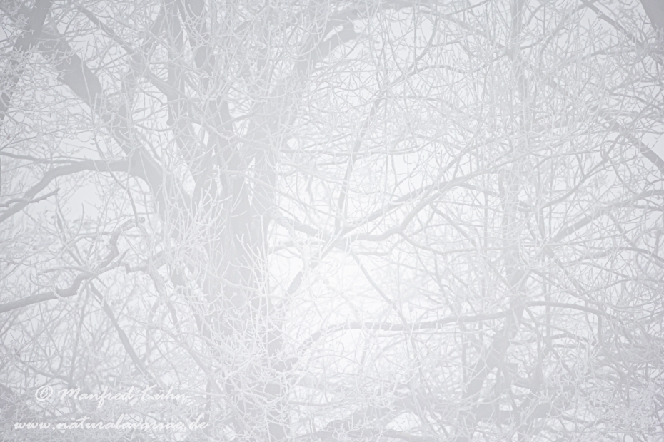 Winter (Nebel)_0012