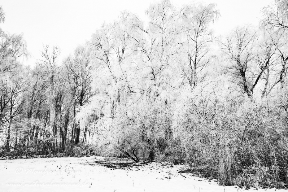 Winter (Rauhreif)_0025